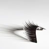 FH2 Dramatic Performance Lashes - S77